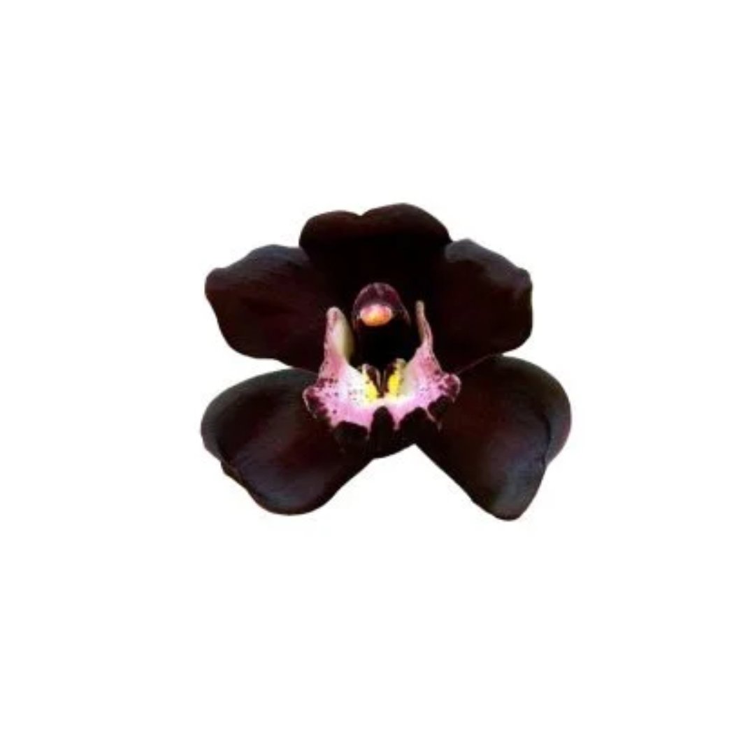 Semillas Exóticas de Orquídeas Negras X100 semillas