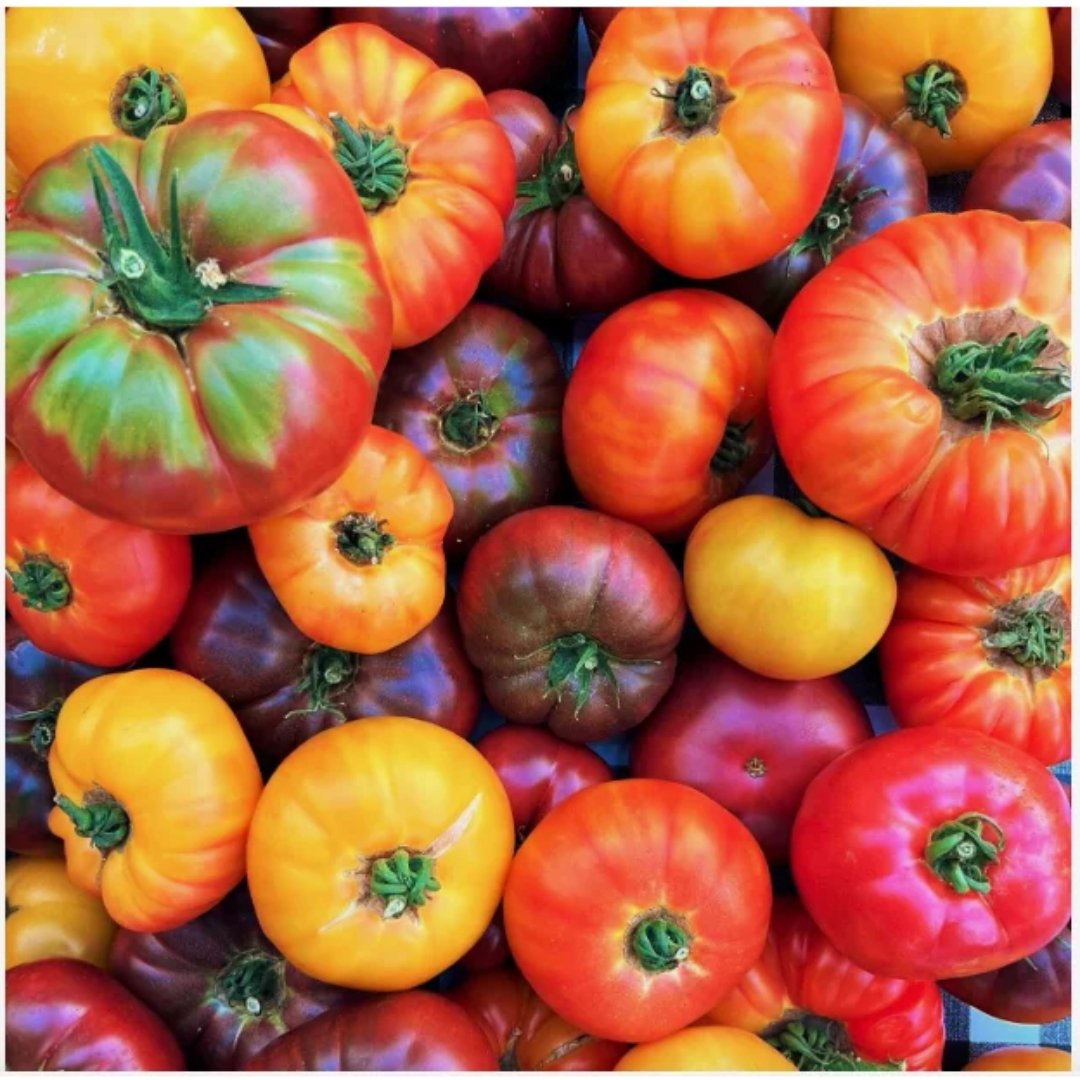 Semillas Exóticas de Tomates de Colores