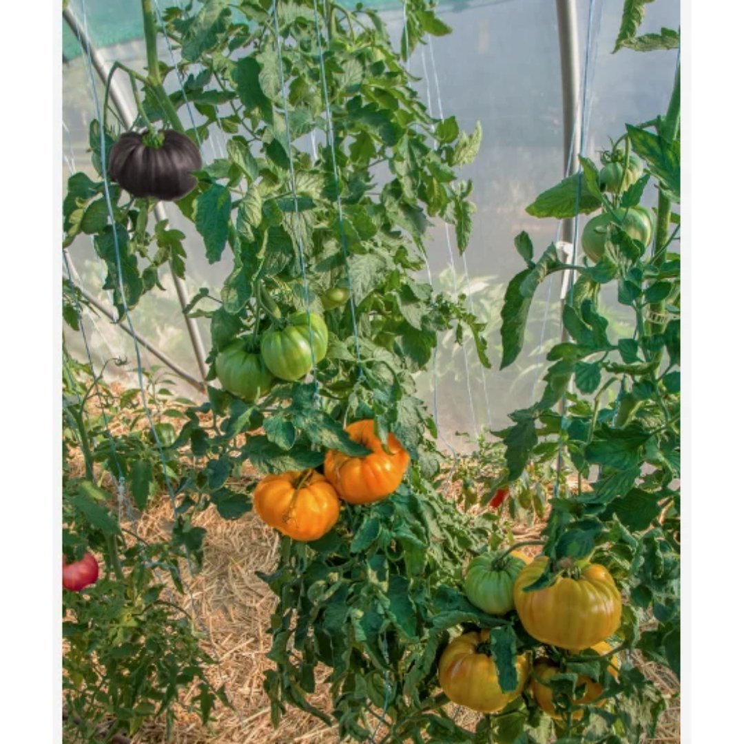 Semillas de tomate exótico de colores para cultivo y producción de plantas. Una opción para proyectos de huerta, jardinería y propagación vegetal.