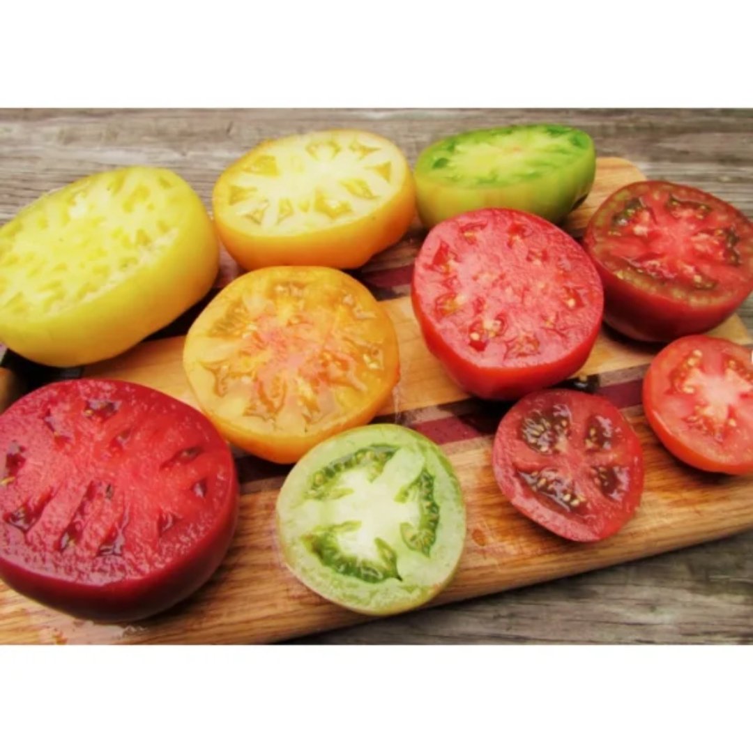 Semillas de tomate exótico de colores para cultivo y producción de plantas. Una opción para proyectos de huerta, jardinería y propagación vegetal.