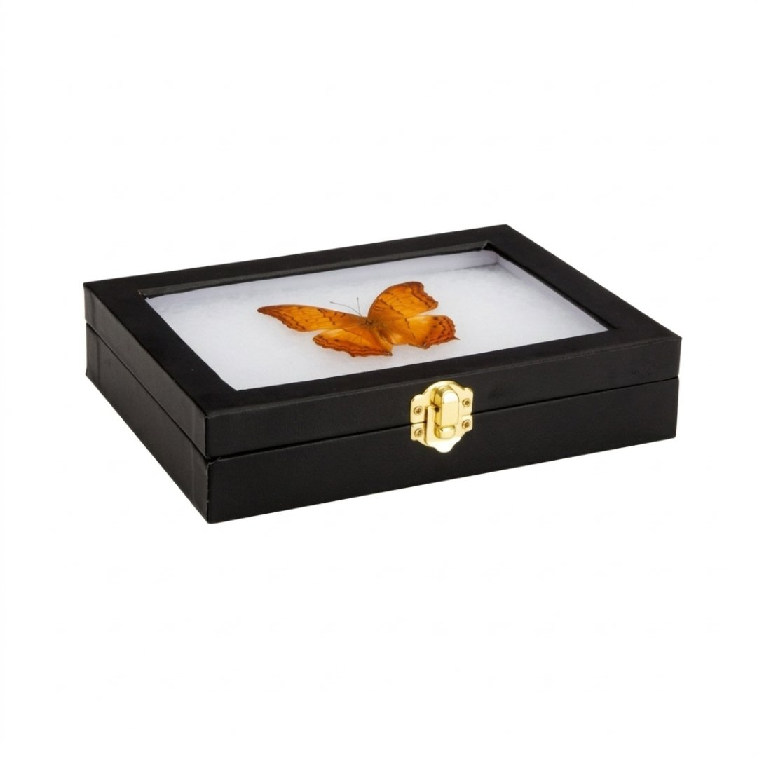 Caja entomológica de vidrio para visualización y observación de insectos. Ideal para prácticas de entomología, enseñanza, investigación y colecciones.