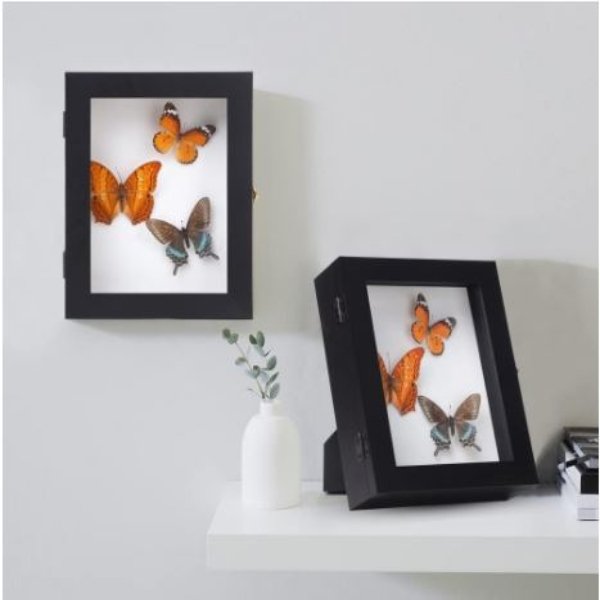 Vitrina De Insectos Para Montaje En Pared EVA Acrílico - Imagen 3