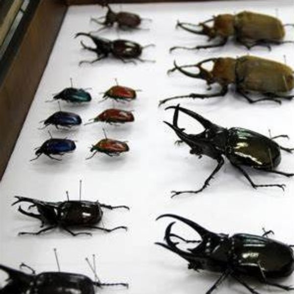 Alfileres Entomológicos 0 x 50 unidades - Imagen 2