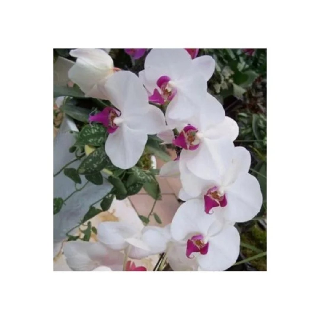 Semillas de Orquídeas Exóticas Blancas-Rosadas
