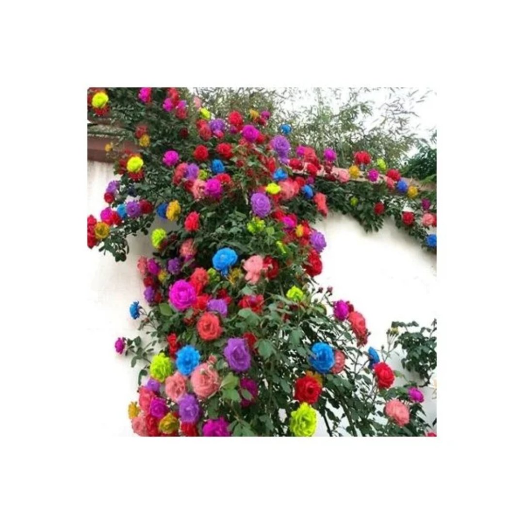 Semillas de Rosas Enredaderas Exóticas Color Mixto