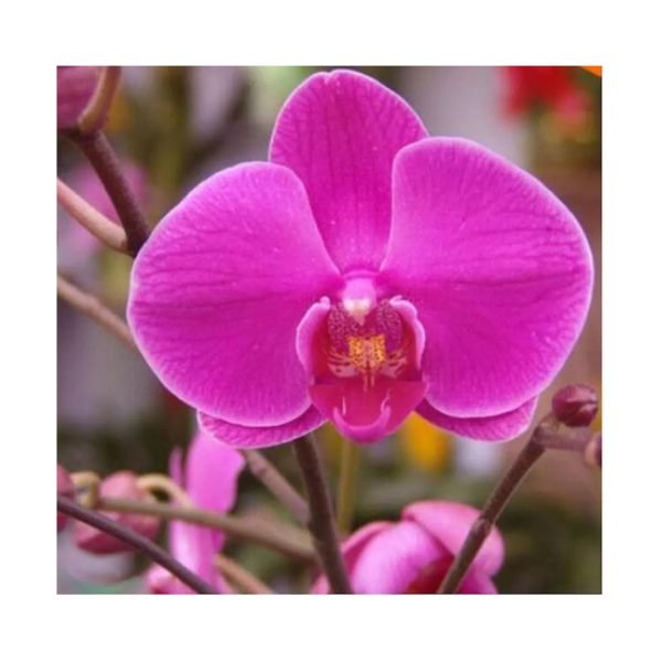 Semillas de Orquídeas Raras Exóticas Rosadas Fucsia - Imagen 2