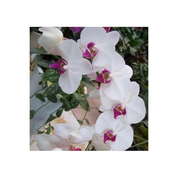 Semillas de Orquídeas Exóticas Blancas-Rosadas