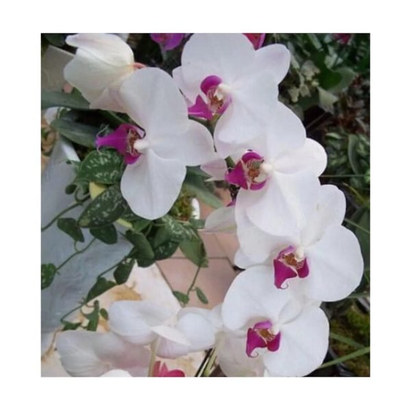 Semillas de Orquídeas Exóticas Blancas-Rosadas - Imagen 2