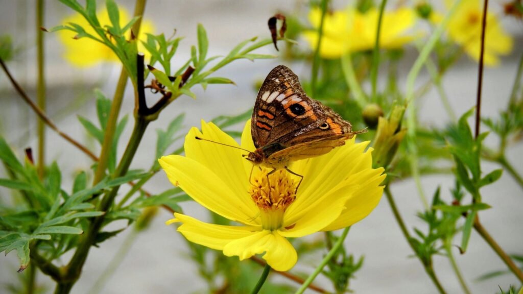 Conteo Nacional de Mariposas en Colombia durante jornada de ciencia ciudadana
