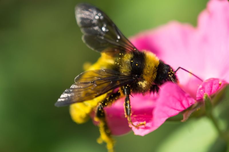 Abejorro Bombus sp. polinizando flor — buzz pollination en cultivos colombianos