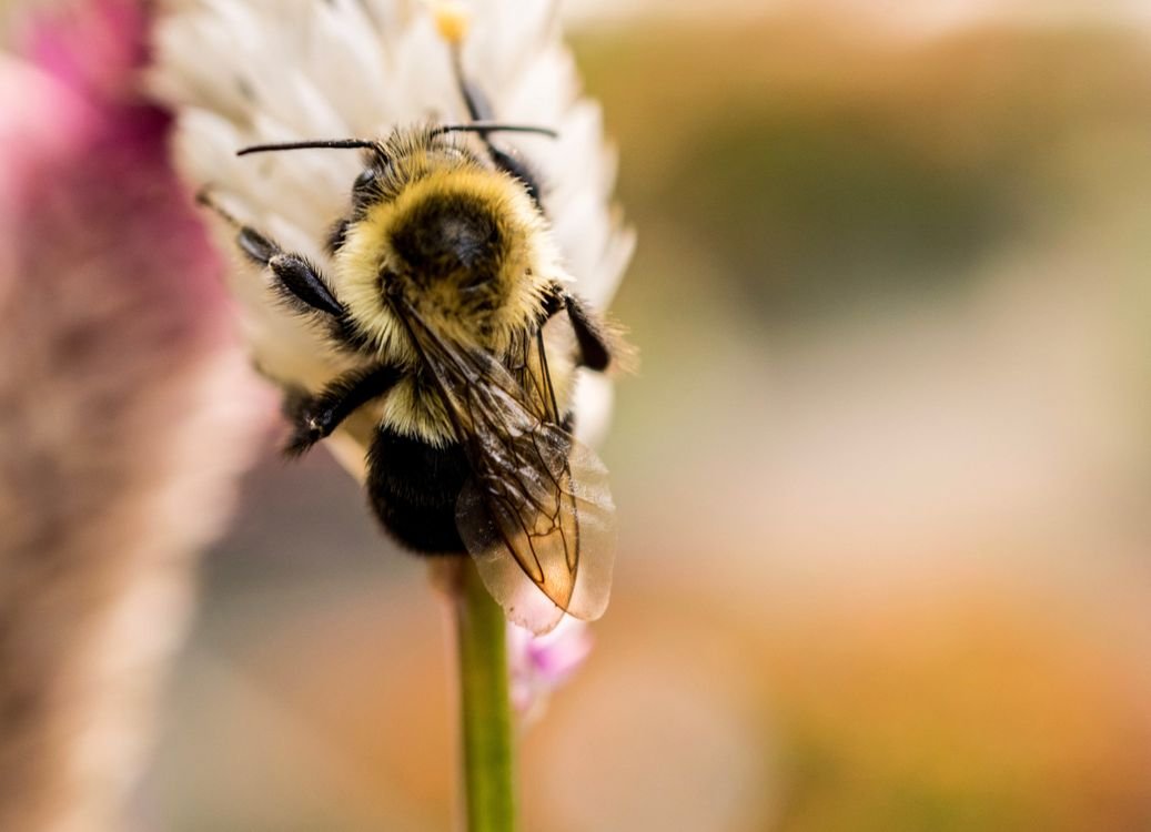 Abeja recolectando néctar — insectos benéficos para cultivos colombianos