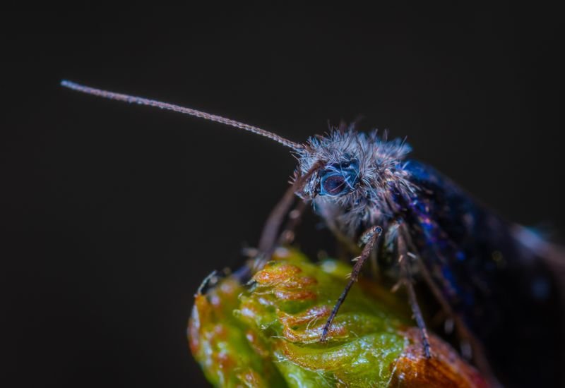 Insecto azul macrofotografía — identificación entomológica de campo con lupa
