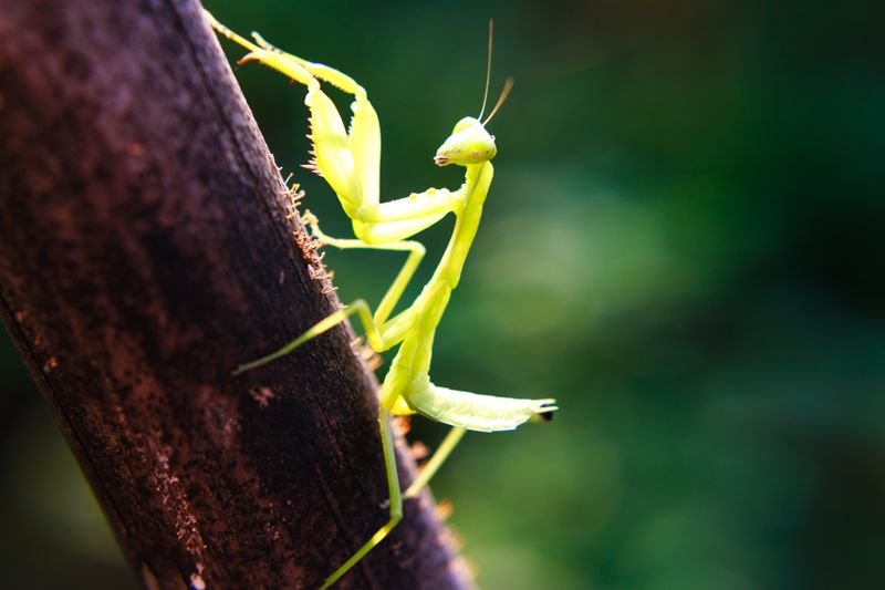Mantis religiosa verde sobre hoja — depredador generalista control biológico plagas