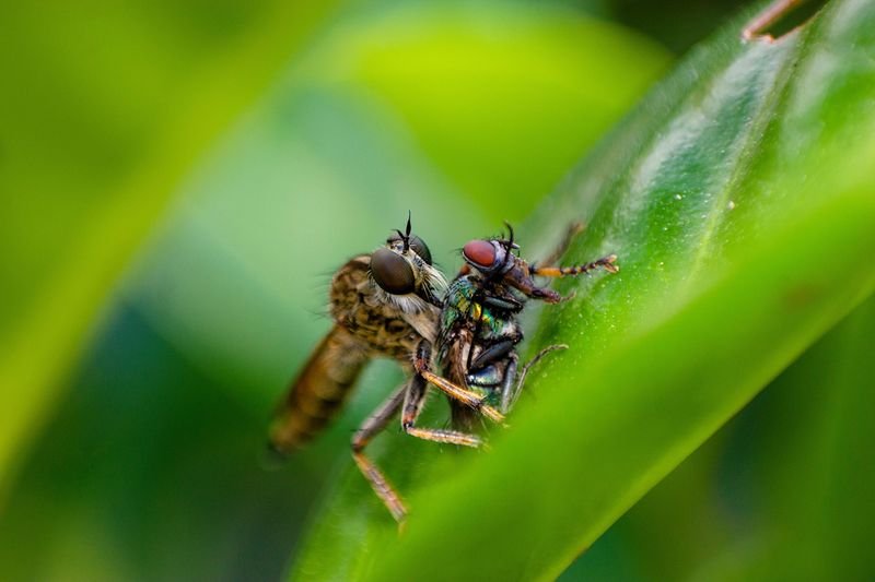 Coccinélido mariquita sobre hoja verde — depredador natural de áfidos en cultivos Colombia