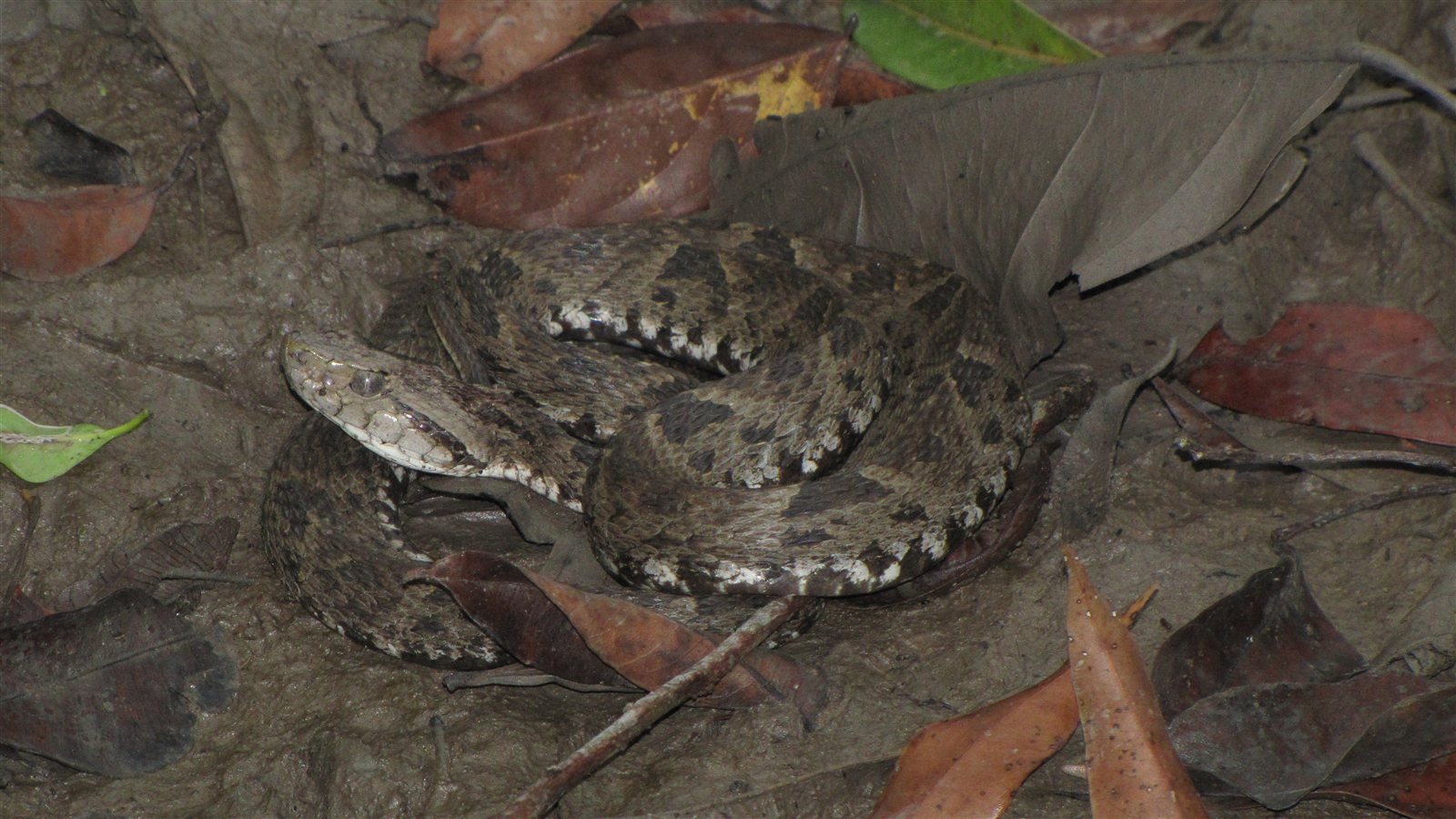 Bothrops asper (mapaná) camuflada entre hojarasca en Colombia