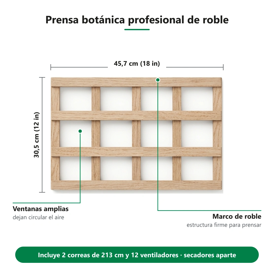 Prensa botánica de roble: medidas 45,7 × 30,5 cm y contenido